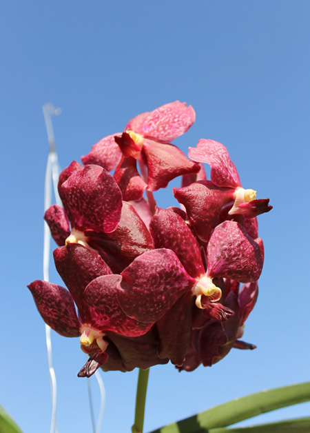 Ascocenda Haad Rawai x Vanda Tarab Waxy.jpg