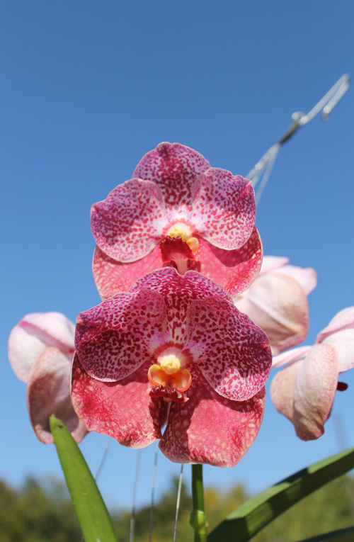 Vanda Dr Anek x Bitz's Heartthrob x Kultana Flame.jpg