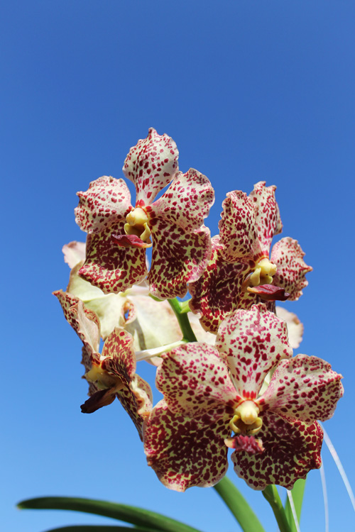 Ascocenda Butterfly x Vanda Srakaew.jpg