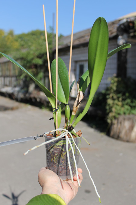 Brassolaeliocattleya George King 'Serendipity'.jpg