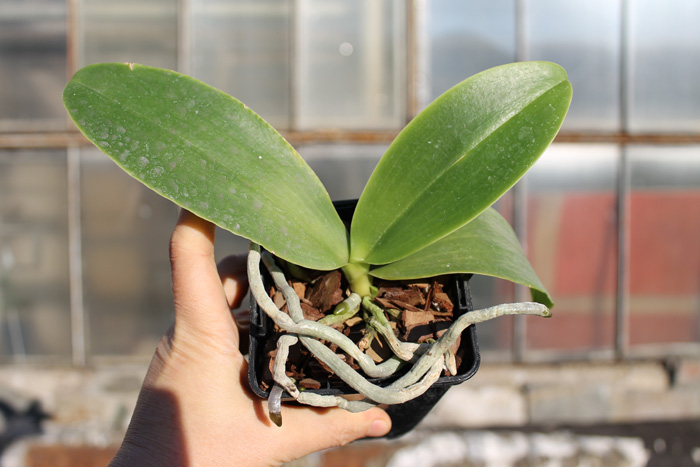 Phalaenopsis Natasha 'Aiko'.jpg