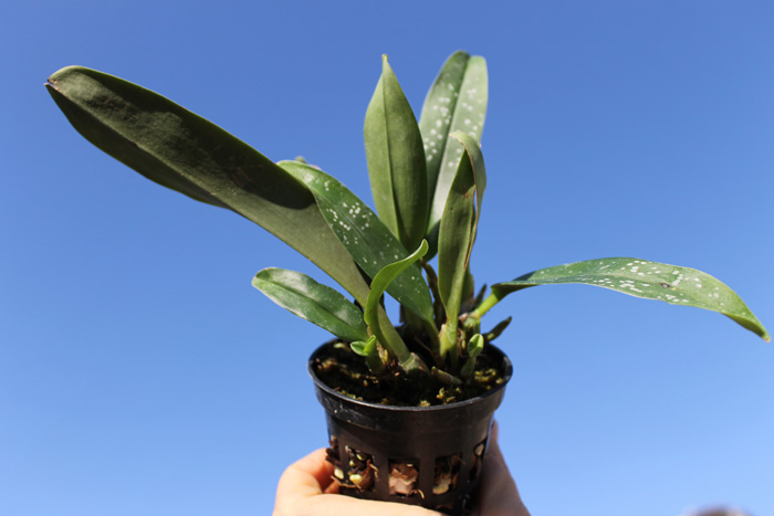 Maxillaria reichenheimiana.jpg