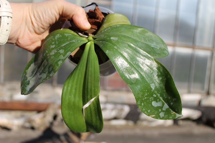 Phalaenopsis tetraspis 'C#1'.jpg