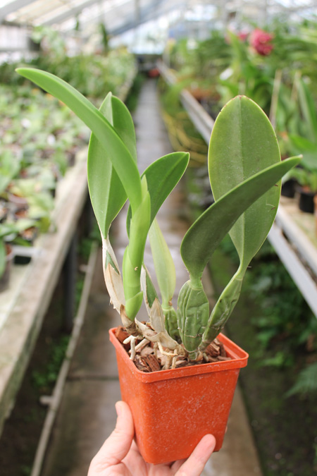 Laelia anceps guerrero x Laelia sincorana.jpg