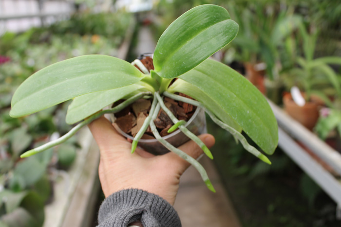 Phalaenopsis pulchra.jpg