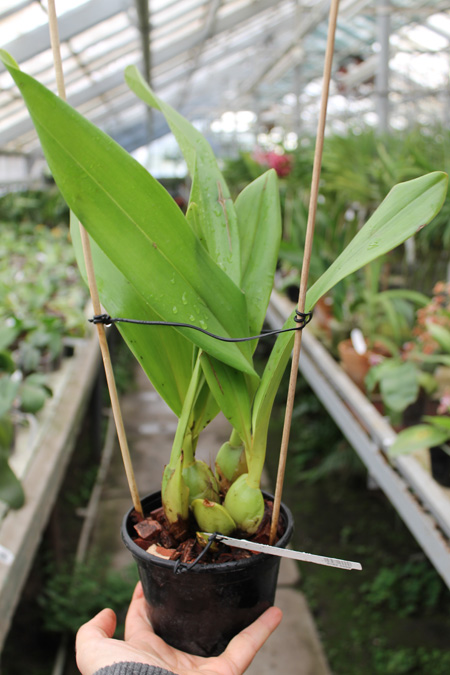 Maxillaria callichroma.jpg