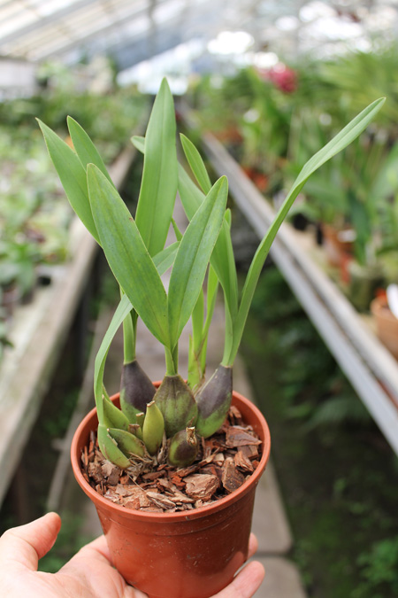 Caucaea phalaenopsis.jpg