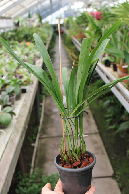 Maxillaria shepheardii.jpg