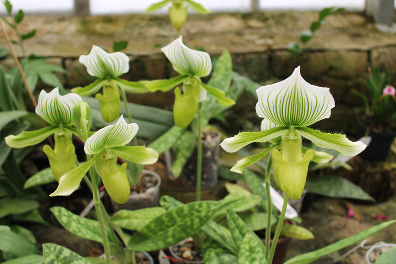 Paphiopedilum Maudiae alba.jpg