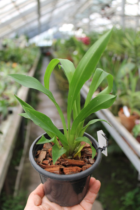 Cochleanthes discolor.jpg