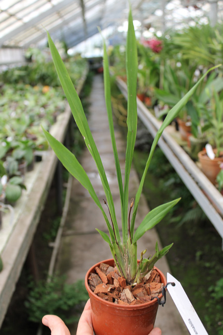 Chondroscaphe amabilis.jpg