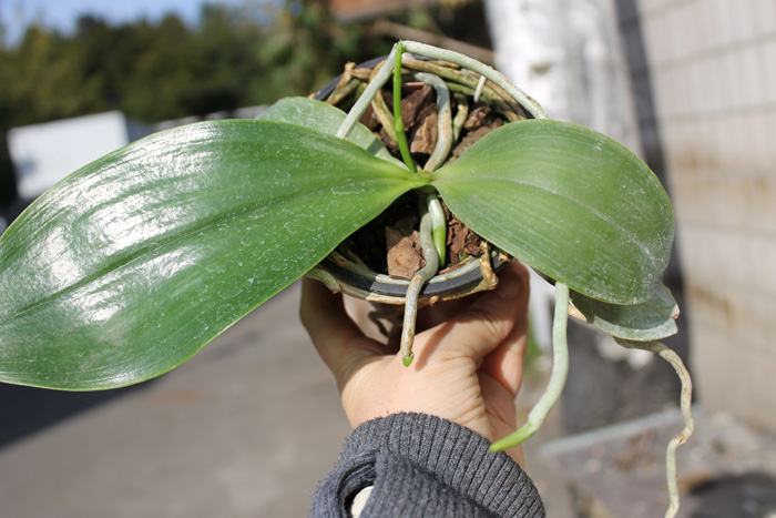 Phalaenopsis amboinensis 'Yung Ho' x Phalaenopsis venosa 'Dark Red'.jpg