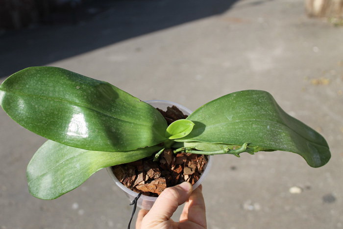 Phalaenopsis Buena Jewel x Phalaenopsis Penang Girl.jpg