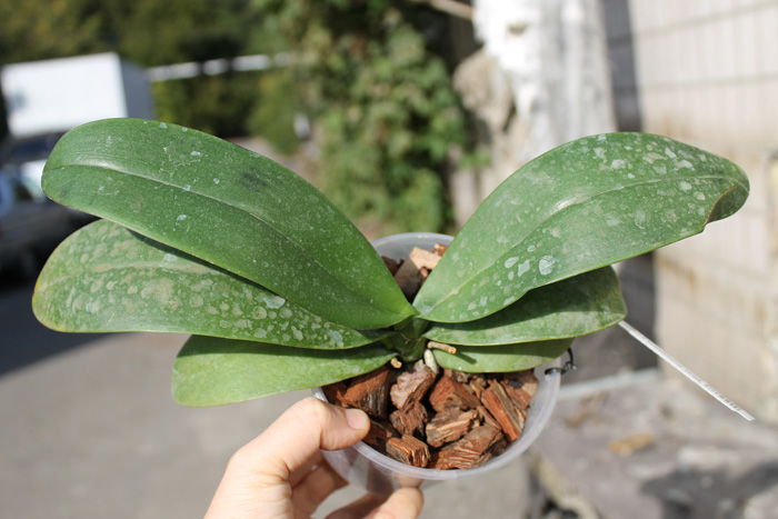Phalaenopsis Cornustris x (Gelbliber x Princess Kaiulani) x Phalaenopsis Chiada Ziv.jpg