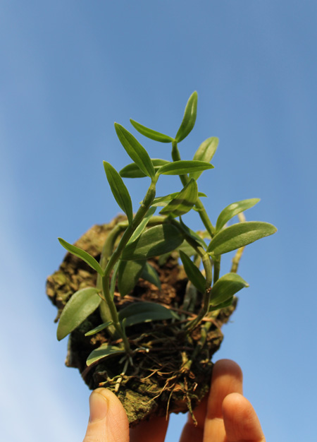 Dendrobium loddigesii.jpg