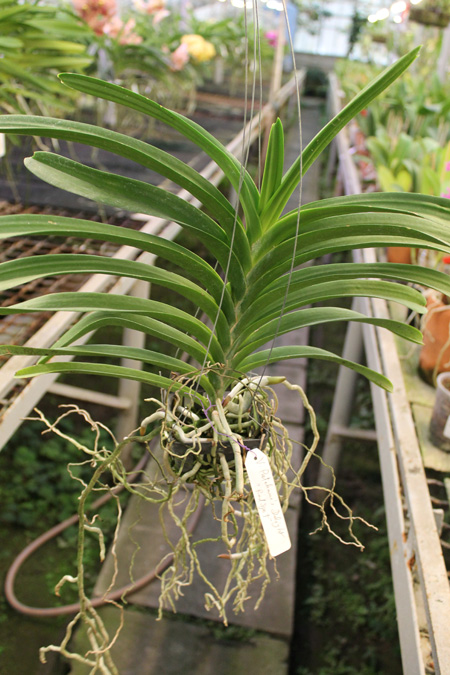 Vanda Patcharee Delight 'Red Spot'.jpg