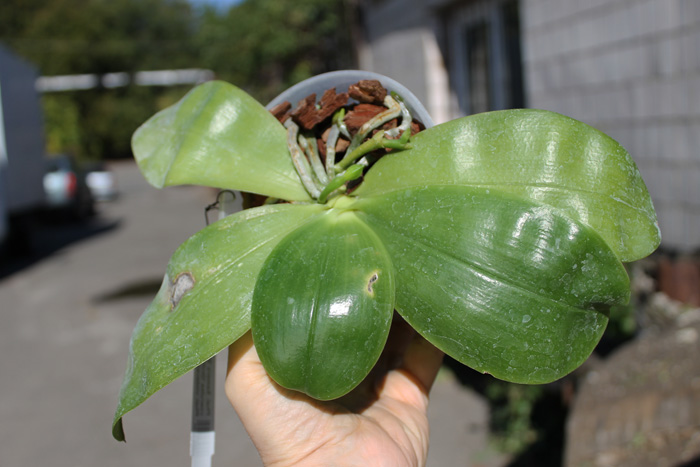 Phalaenopsis Samera 'Blue'.jpg
