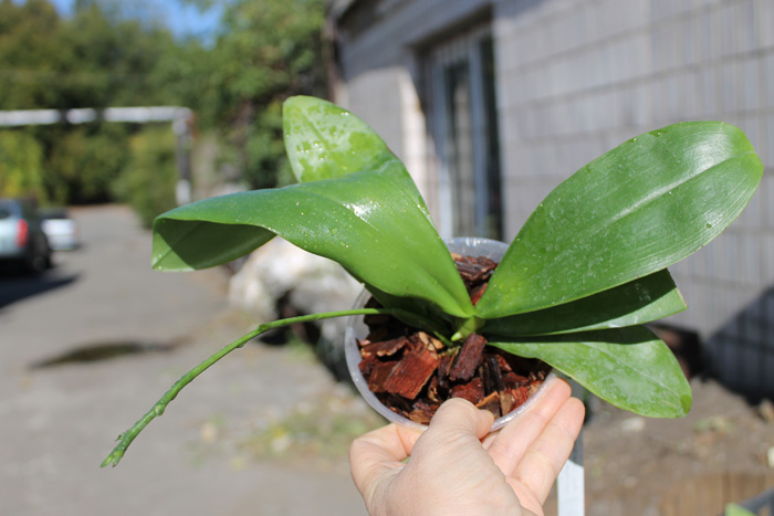 Phalaenopsis Coral Isles x Phalaenopsis corningiana.jpg