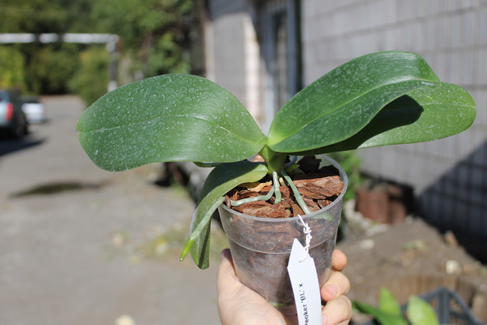 Phalaenopsis Brother Peoker 'BL' x gigantea.jpg