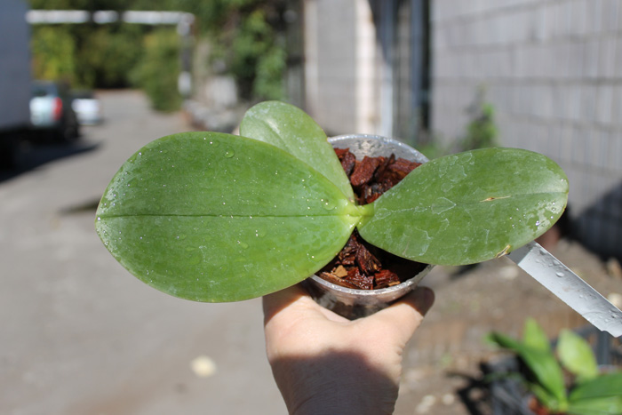 Phalaenopsis gigantea x Yaphon Sir.jpg