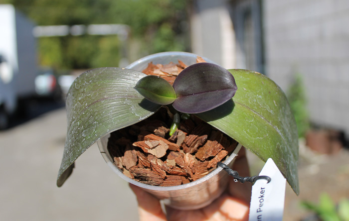 Phalaenopsis gigantea x Golden Peoker 'BL'.jpg