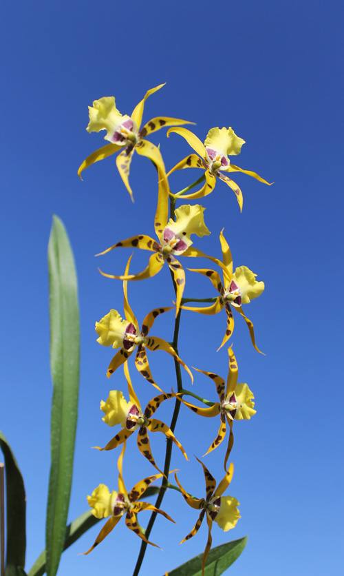 Aliceara Pacific Nova 'Butter Buds'.jpg