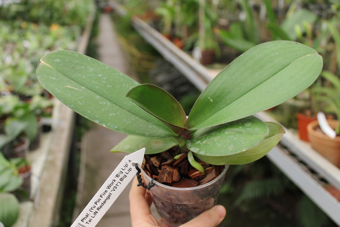 Phalaenopsis (Yu Pin Fire Work 'Big Lip' x Tai LiN Redangel 'V31') Big Lip.jpg