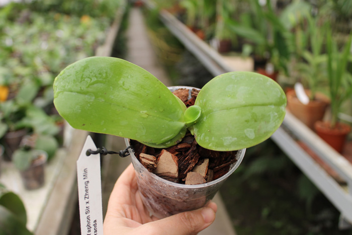 Phalaenopsis Yaphon Sir 'Yaphon #2' x Zheng Min Jacaranda 'Peter'.jpg