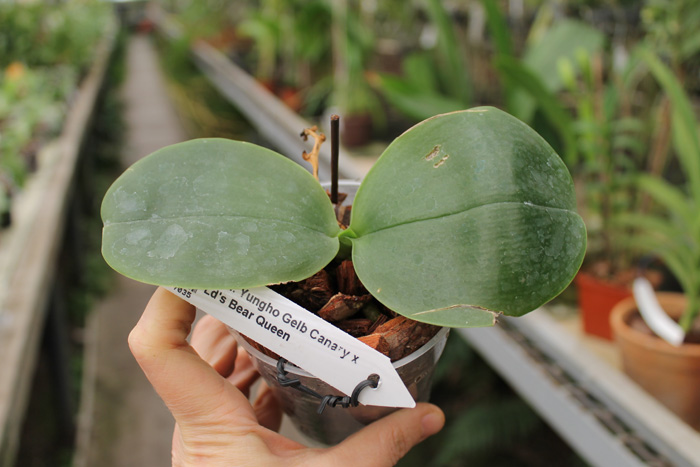 Phalaenopsis Yungho Gelb Canary x Ld's Bear Queen.jpg