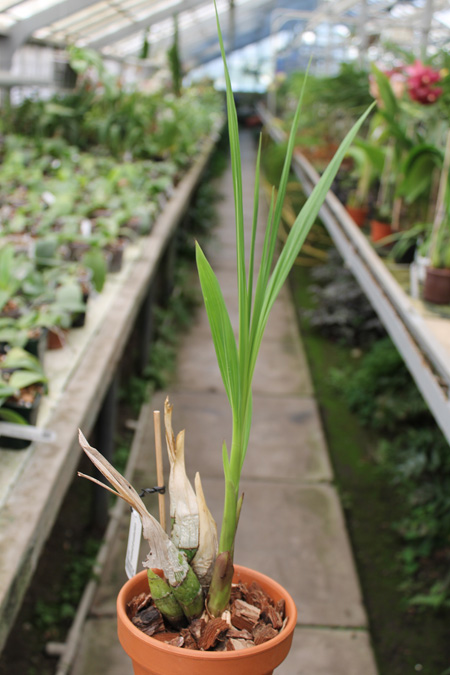 Cyrtopodium virescens x cardiochilum.jpg
