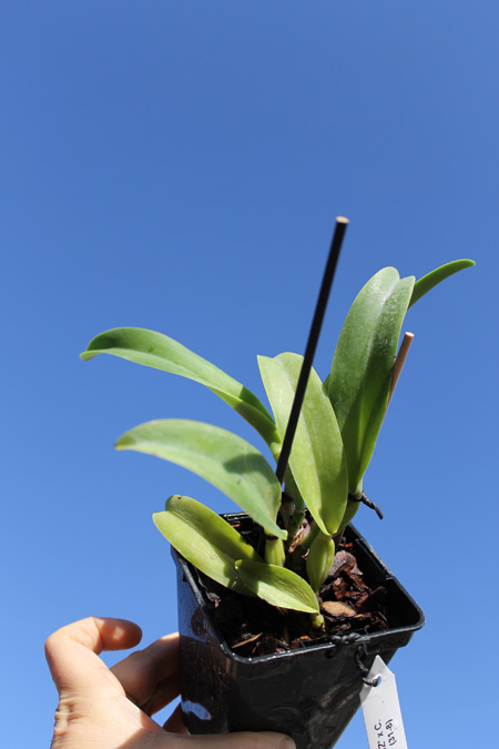 Cattleya trianae alba 'AWZ' x Cattleya trianae alba 'Suzi' (31-8).jpg