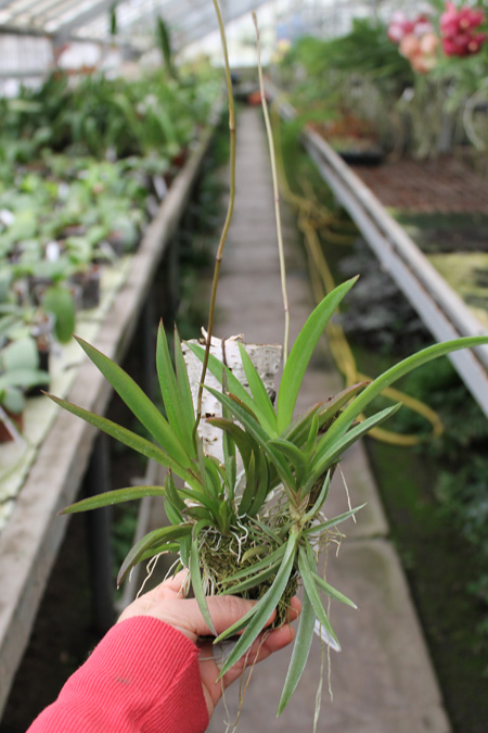 Oncidium (Tolumnia) hybrids.jpg