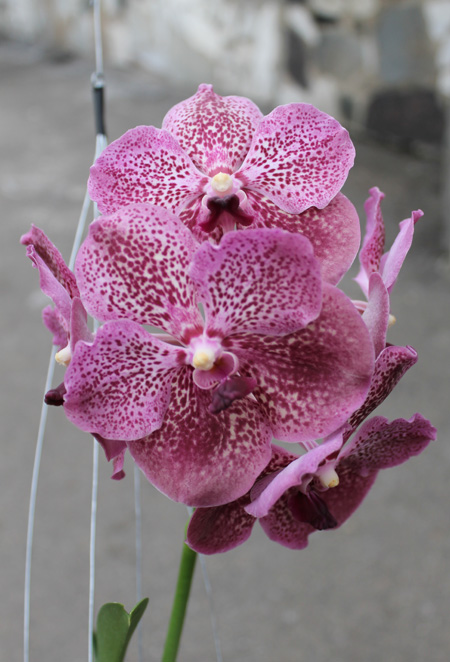 Vanda Kultana Gold x Vanda Patcharee's Delight.jpg