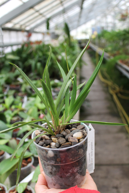 Tolumnia Jairak Rainbow 'Charming'.jpg