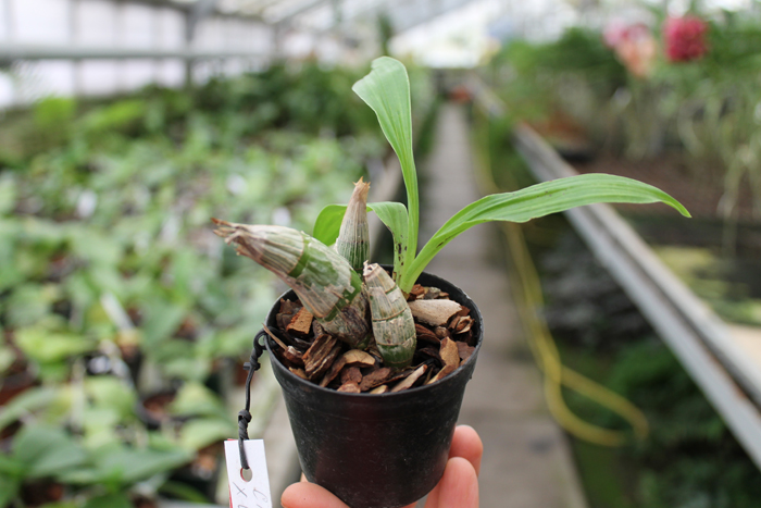 Clowesia Rebecca Northen x Catasetum Penang.jpg