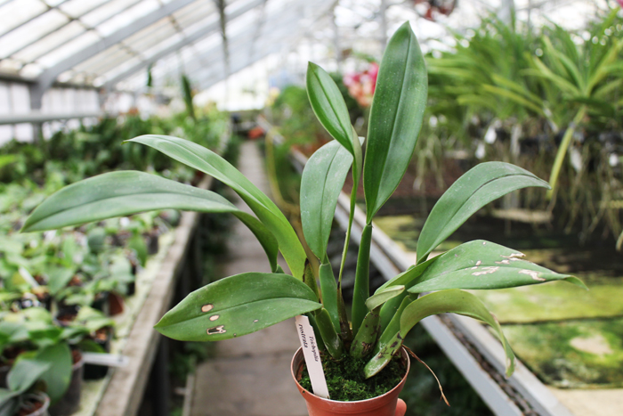 Trichopilia rostrata.jpg