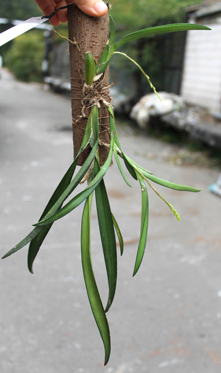 Rodriguezia lanceolata.jpg