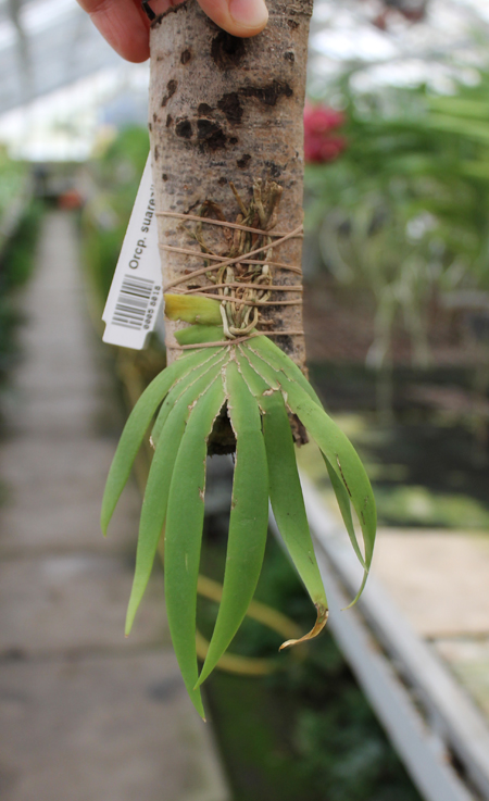 Ornithocephalus suarezii.jpg