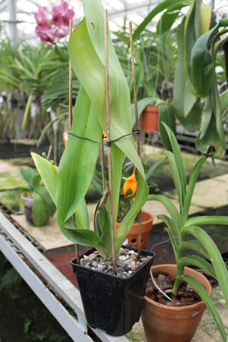 Paphiopedilum In-Charm Lady.jpg