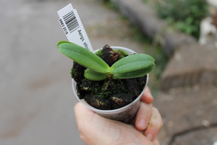 Aerangis ellisii.jpg