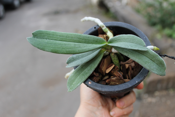 Aerangis verdickii.jpg