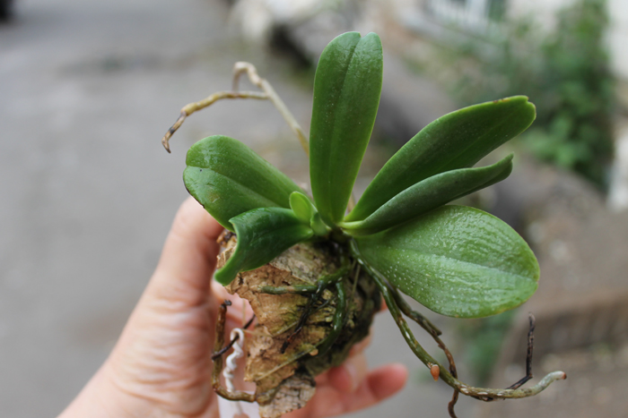 Aerangis articulata.jpg