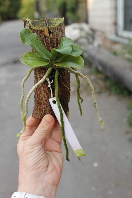 Aerangis somalensis.jpg