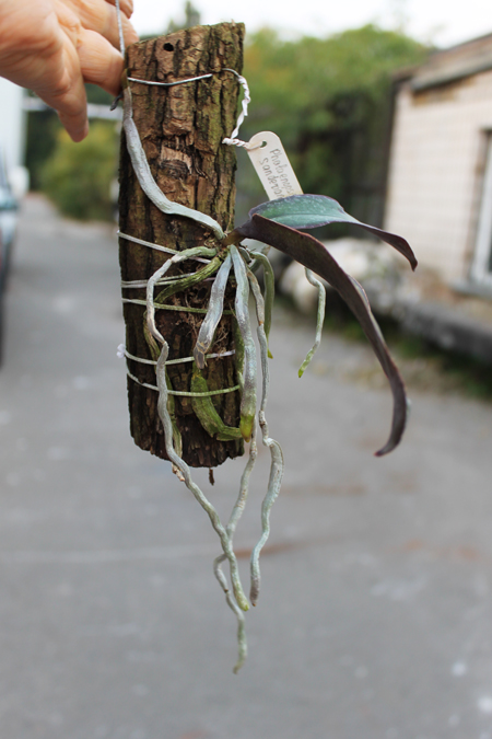 Phalaenopsis sanderiana.jpg