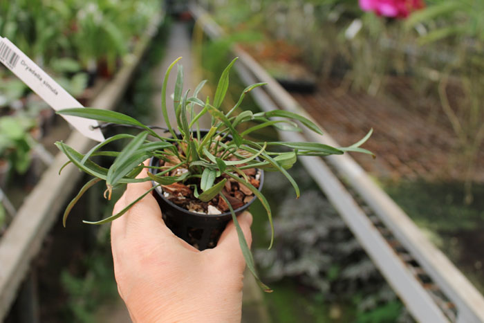 Dryadella simula.jpg