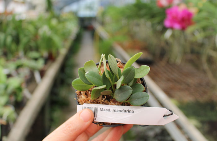 Masdevallia mandarina.jpg