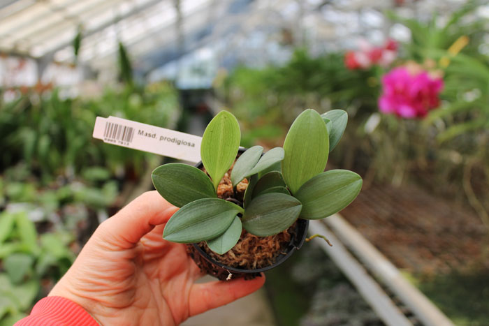 Masdevallia prodigiosa.jpg