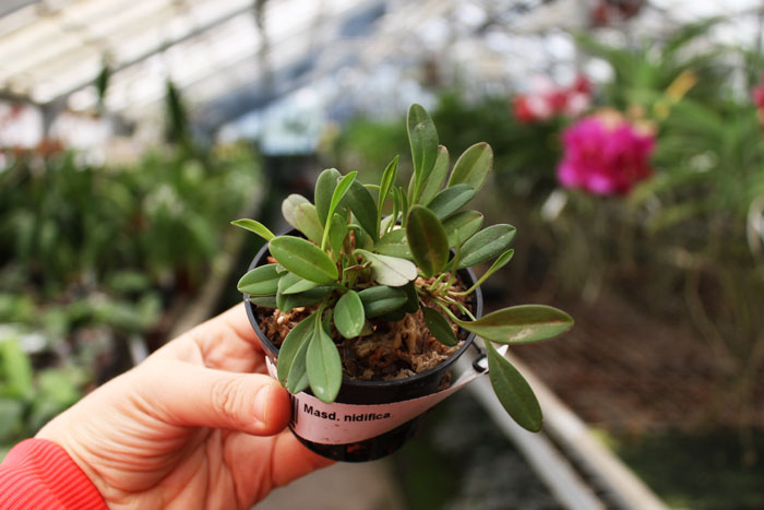 Masdevallia nidifica.jpg