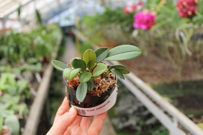 Masdevallia asterotricha.jpg