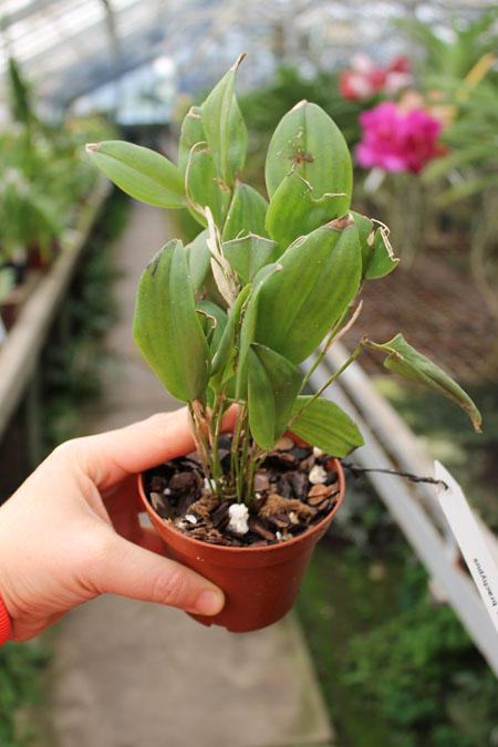Restrepia brachypus.jpg